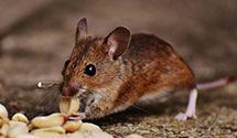 hospital-and-healthcare-facility-pest-management Experts in Hono
